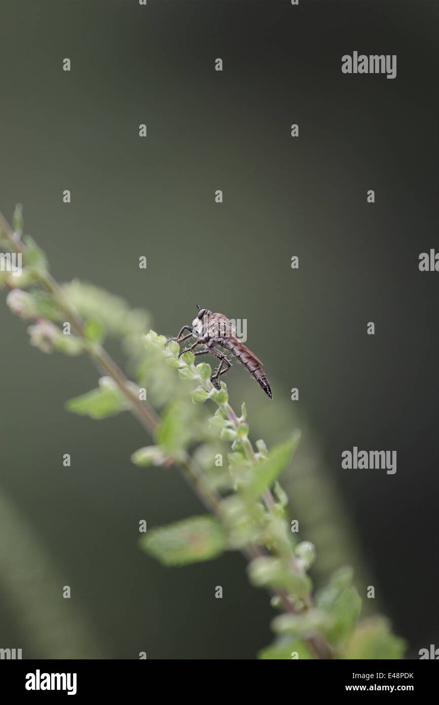 Gad fly Banque de photographies et d’images à haute résolution - Alamy