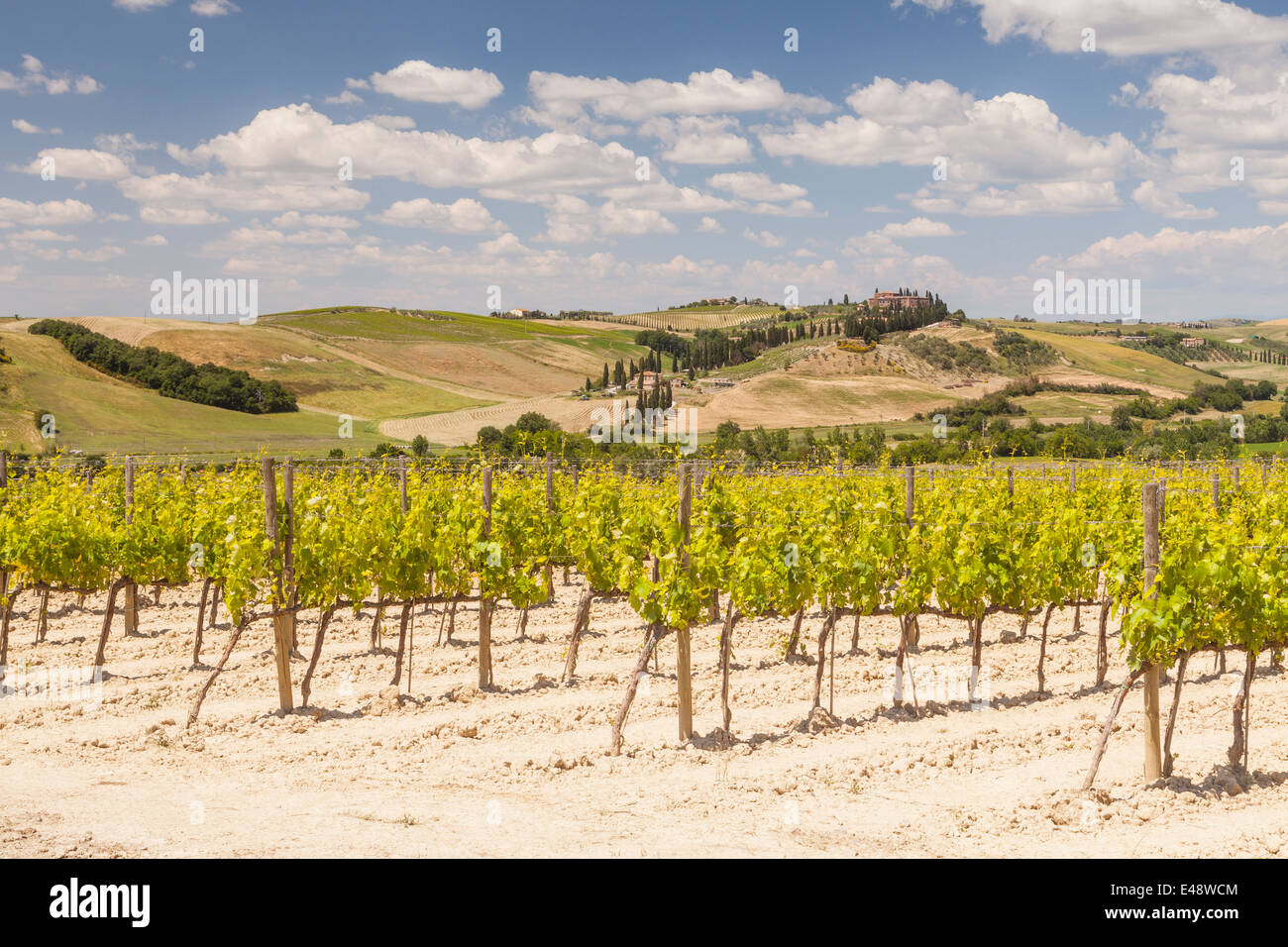 Vignobles près de Montalcino, Toscane, Italie Banque D'Images