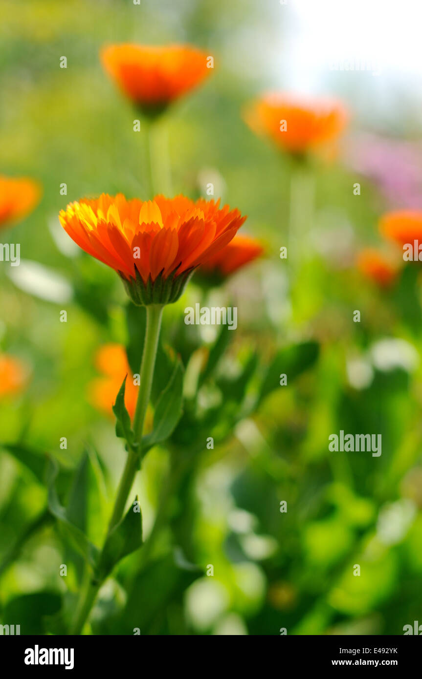 Fleur de calendula lumineux avec un fond Banque D'Images