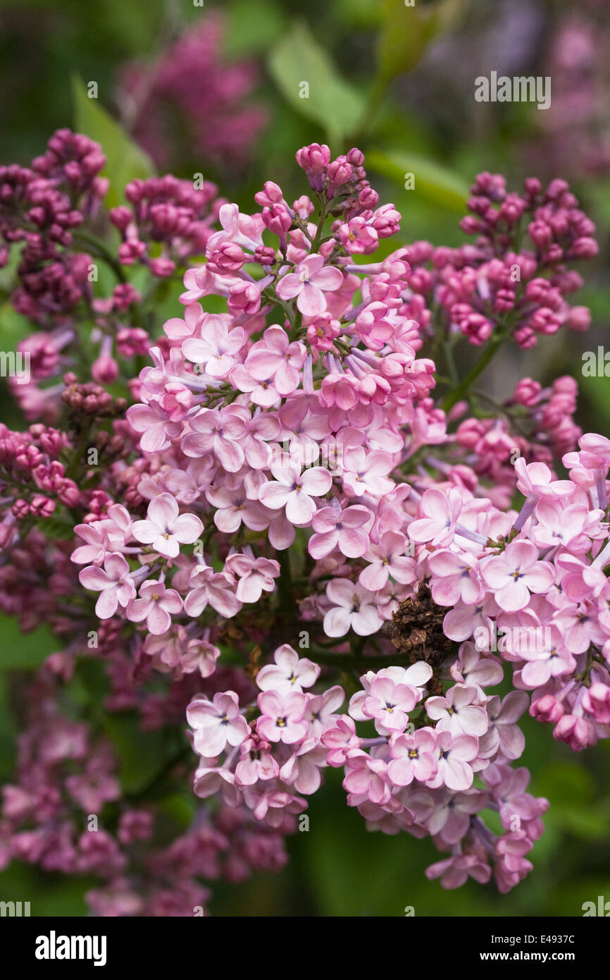 Syringa x hyacinthflora 'portrait' Anabel. Fleurs lilas. Banque D'Images