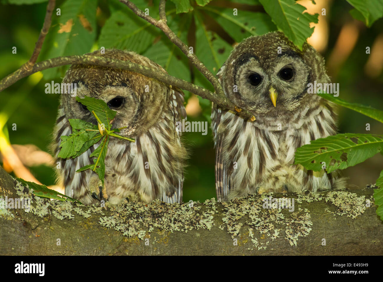 Chouette rayée owlets perché dans les grands arbres d'érable du parc Beacon Hill, Victoria, Colombie-Britannique, Canada. Banque D'Images