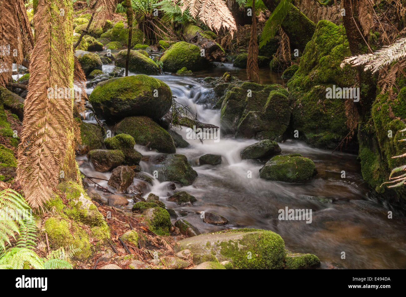 ST COLUMBA FALLS, UNE CHUTE D'EAU, ST COLUMBA FALLS STATE RESERVE, PYENGANA VALE, vallée, St Helens, dans le nord est de la Tasmanie, Australie Banque D'Images