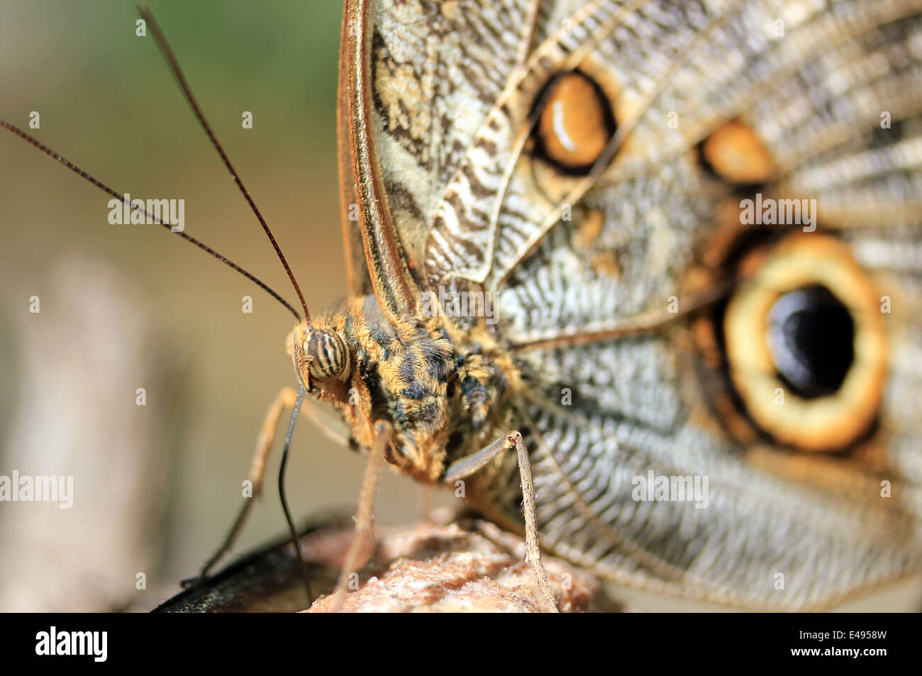 Le géant de la forêt des marais (aka Caligo papillon Hibou Caligo Eurilochus -), Costa Rica Banque D'Images