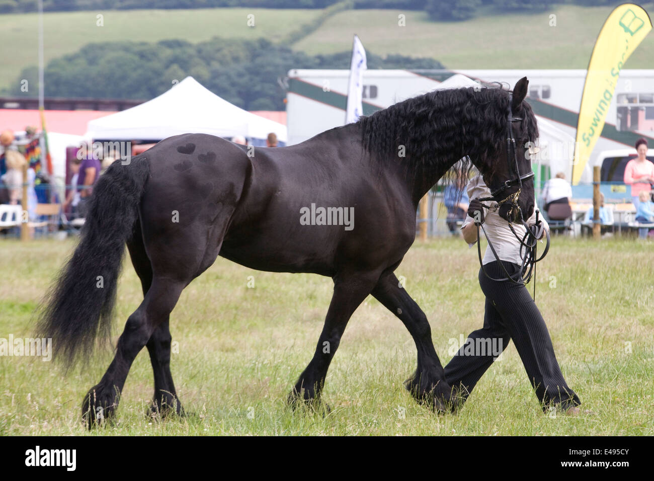Étalon frison dans la main à un spectacle équestre en Angleterre Banque D'Images