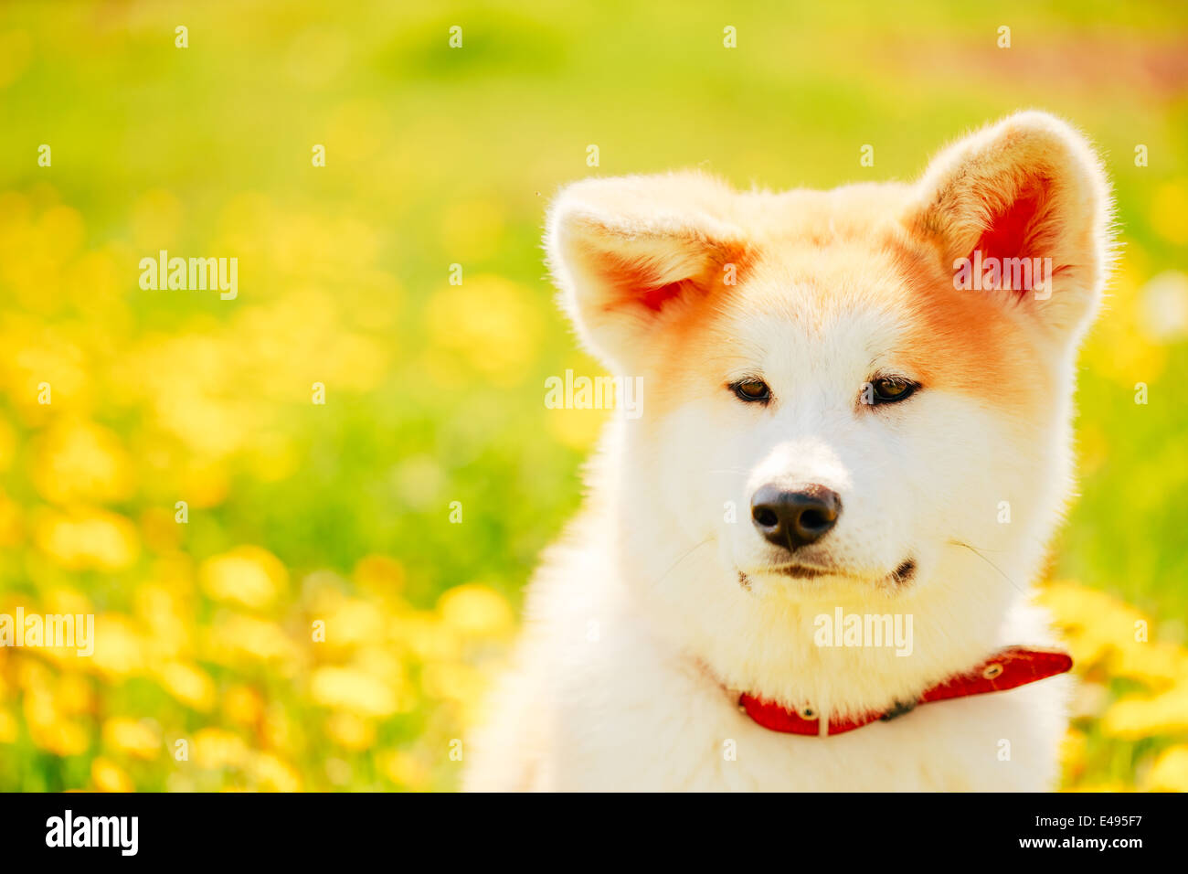 Chien Akita (Akita Inu, Akita japonais) Puppy Sitting in Green Grass Outdoor Banque D'Images