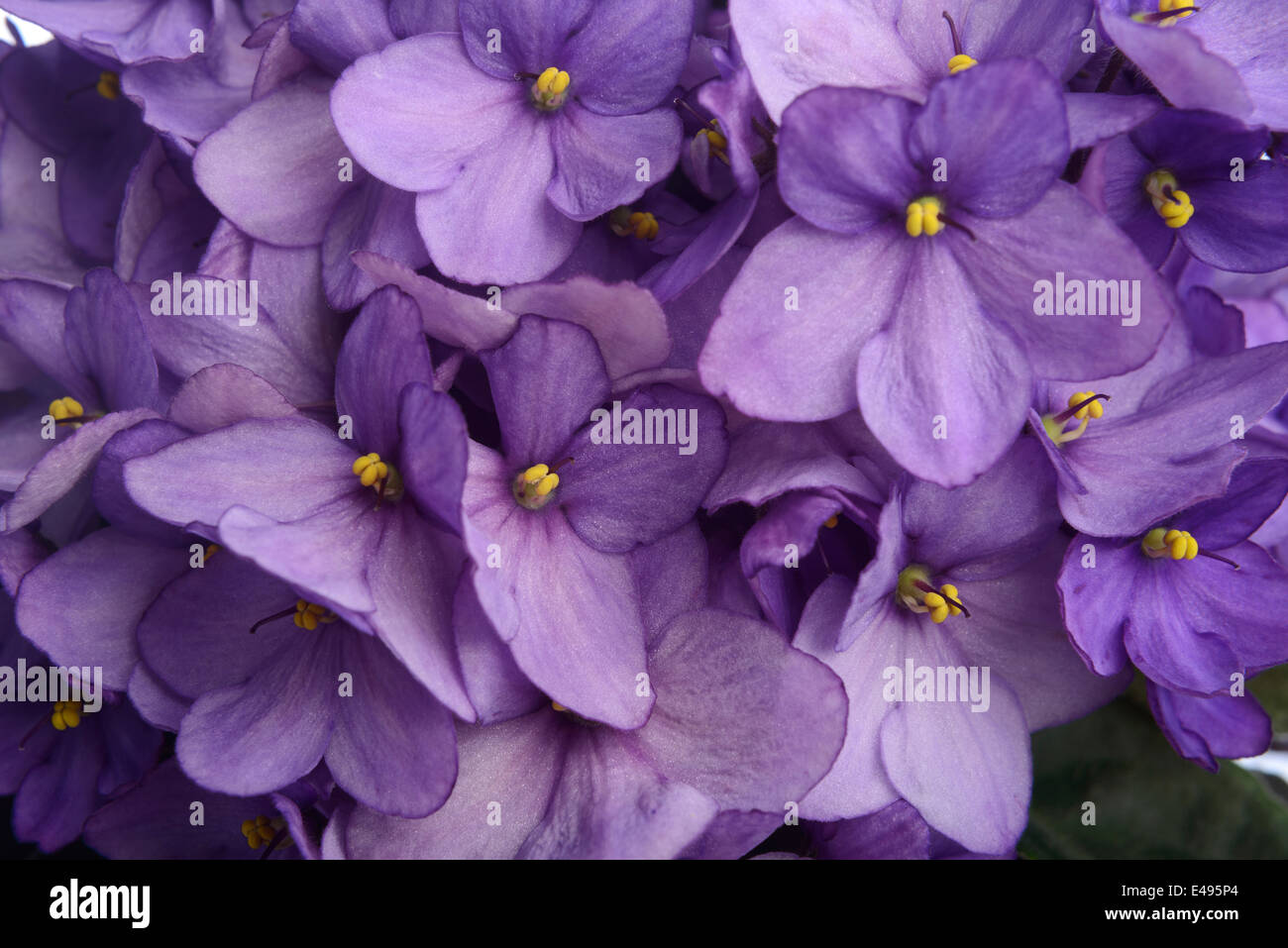 Fleurs pourpre violette africaine Banque D'Images