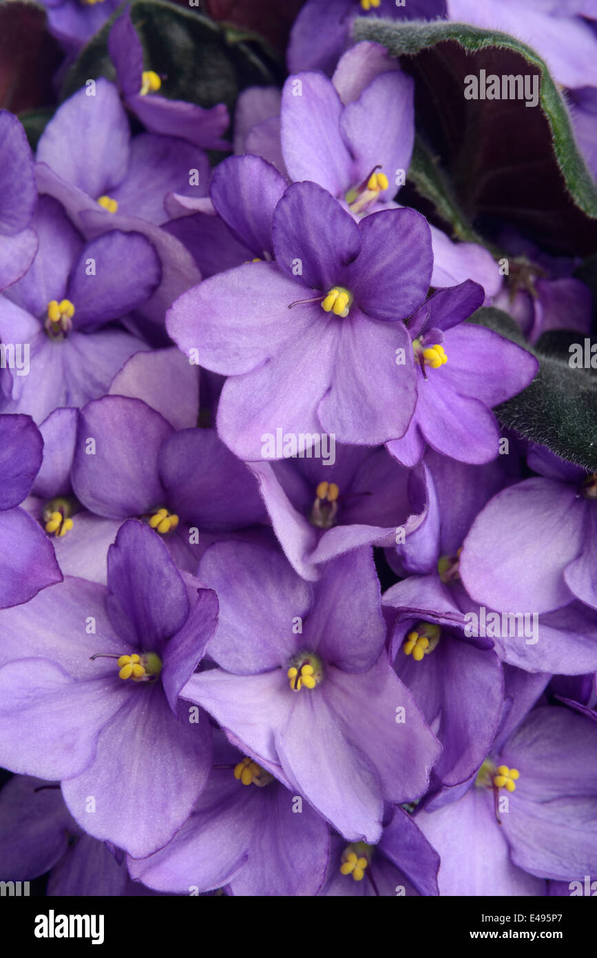 Fleurs pourpre violette africaine Banque D'Images