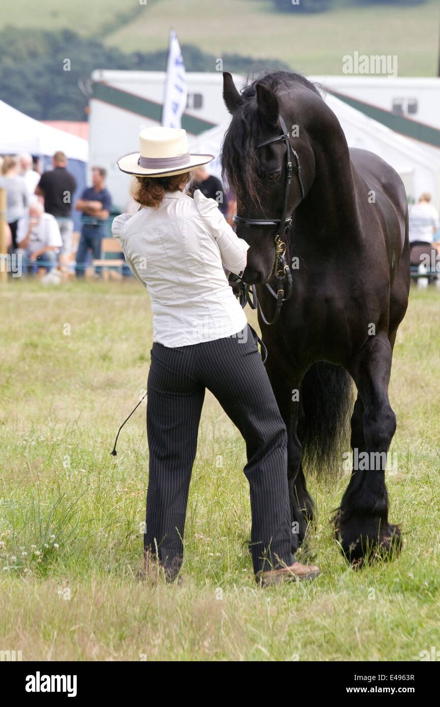 Étalon frison dans la main à un cheval shoe n Angleterre Banque D'Images
