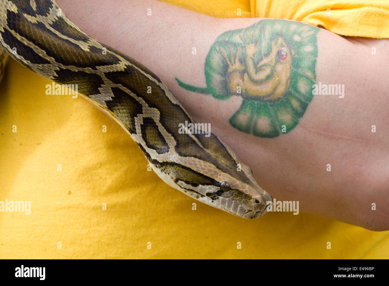 Nonvenomous Ball python en cours Banque D'Images