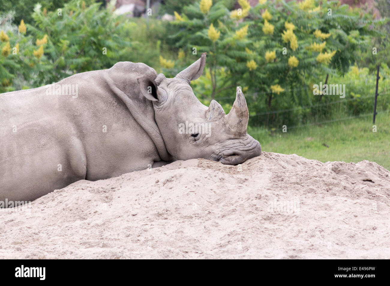 Le rhinocéros blanc se reposant dans le soleil chaud au Zoo de Toronto sur une chaude journée d'été Banque D'Images