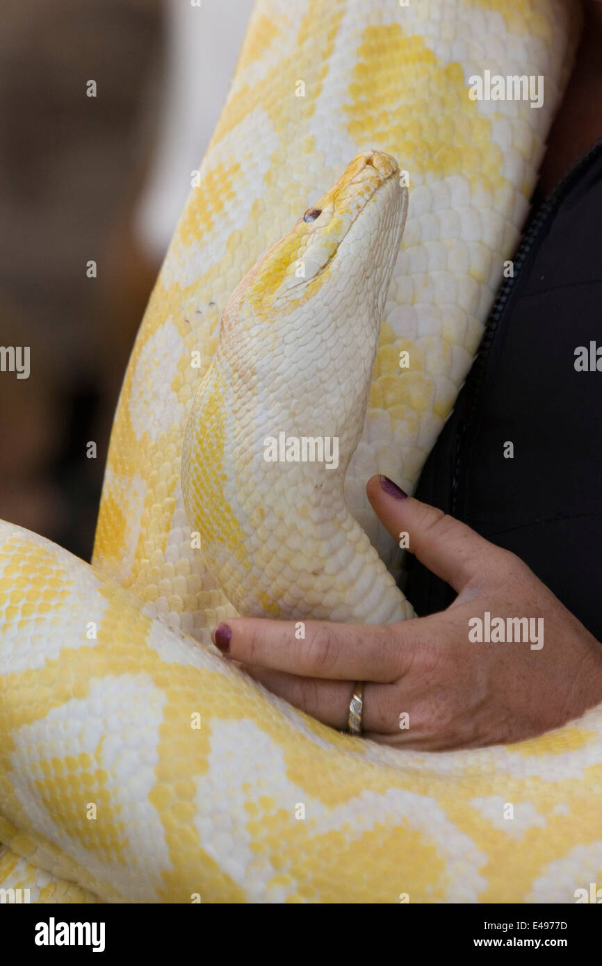 Serpent python birman jaune géant à un show ground étant détenu par les membres du public Banque D'Images