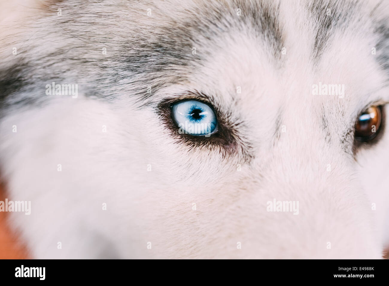 Gros plan sur l'œil bleu d'un chiot Husky Eskimo Dog Banque D'Images