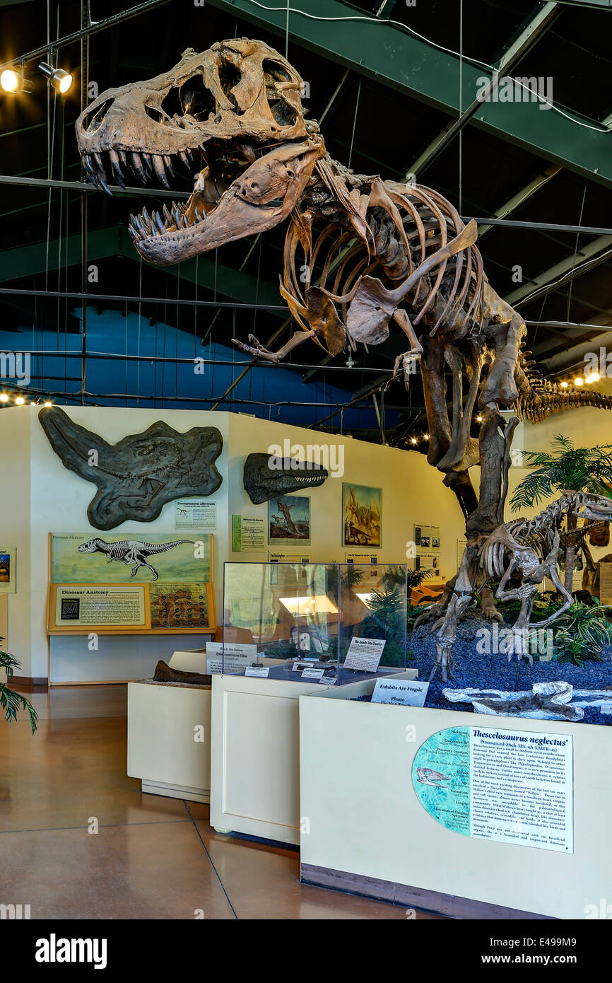 Tyrannosaurus rex, dinosaure dinosaure Hall, Centre de ressources, Woodland Park, Colorado USA Banque D'Images