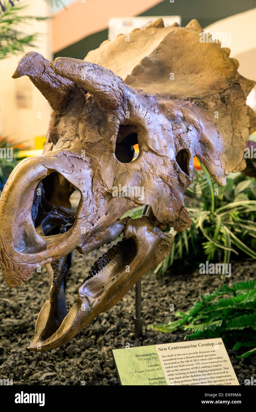 Crâne de dinosaure cératopsien Centrosaurine, Hall, Centre de ressources de dinosaures, Woodland Park, Colorado USA Banque D'Images
