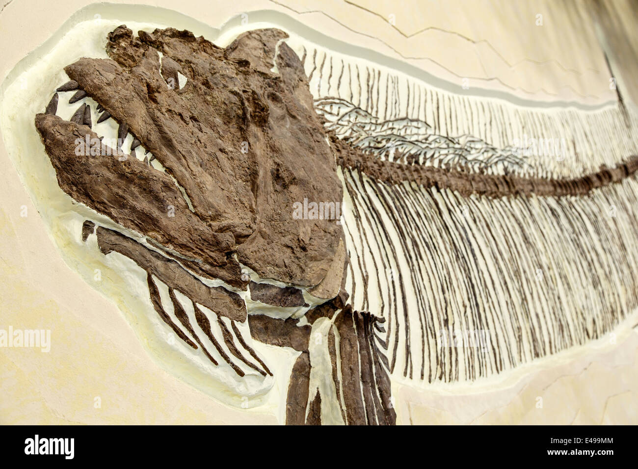 Xiphactinus audax (d'origine fossile), océan préhistorique Dinosaur Hall, Centre de ressources, Woodland Park, Colorado USA Banque D'Images