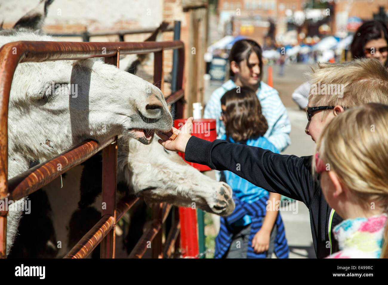 L'alimentation des enfants, les ânes Donkey Derby Days, Cripple Creek, Colorado USA Banque D'Images
