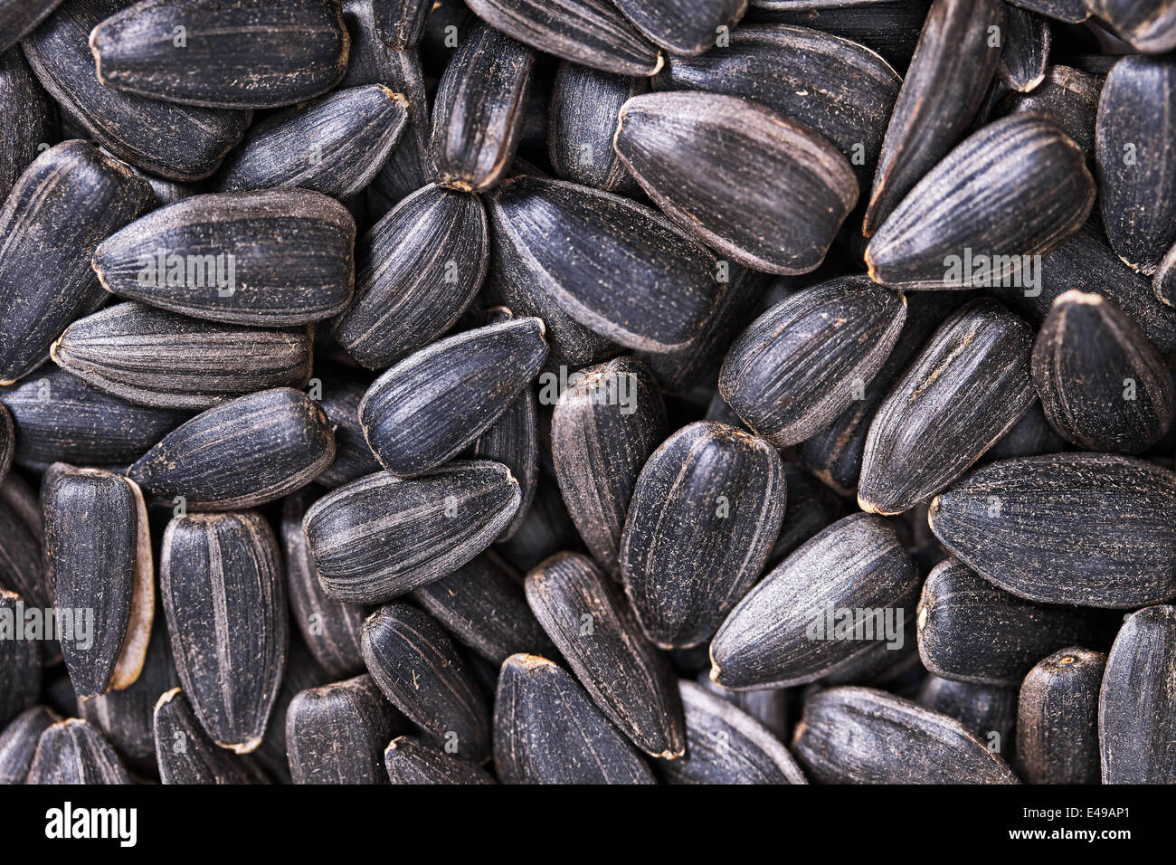 Graines de tournesol, macro fond Banque D'Images