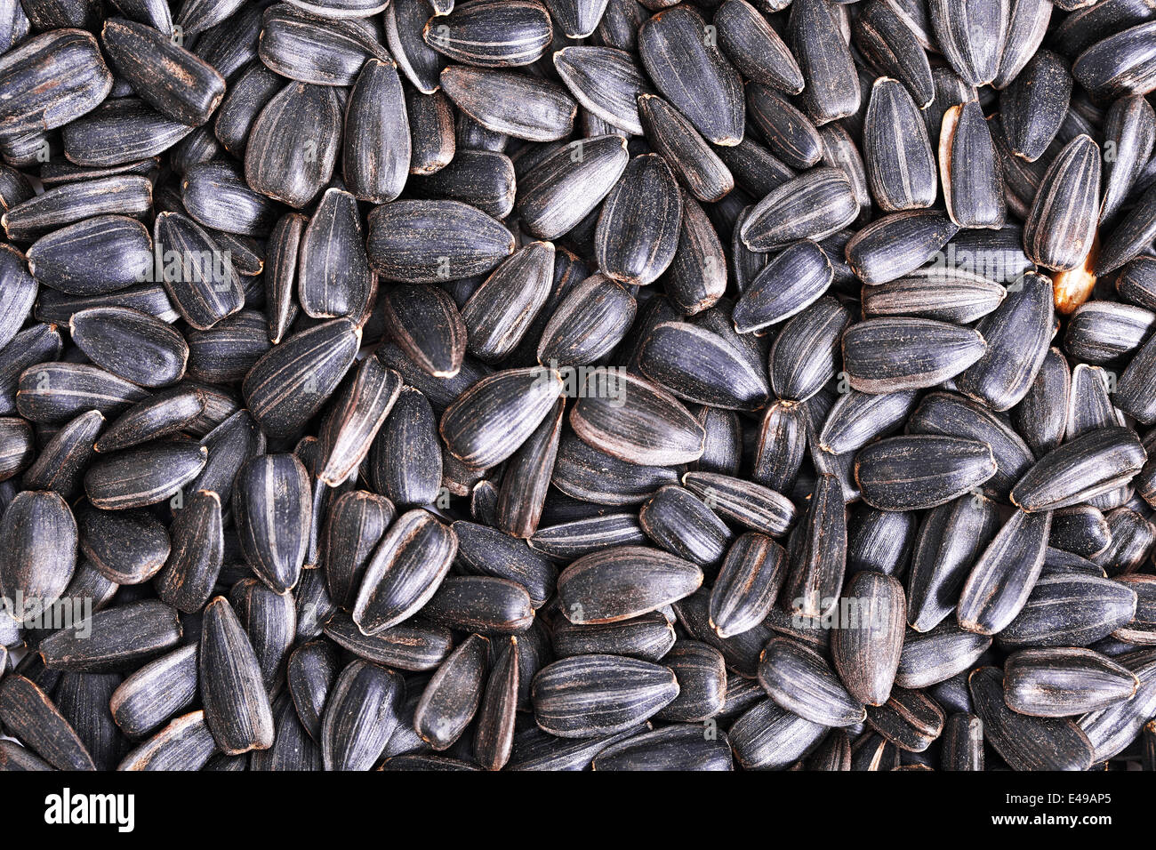 Graines de tournesol, macro fond Banque D'Images