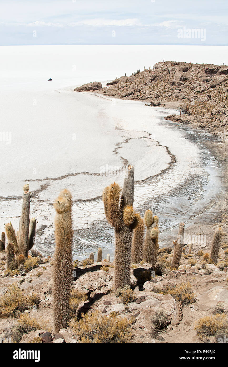 Cactus géant jusqu'à 10 m de hauteur sont dans l'Île du poisson. Cette île est la plus grande de toute l'île Banque D'Images