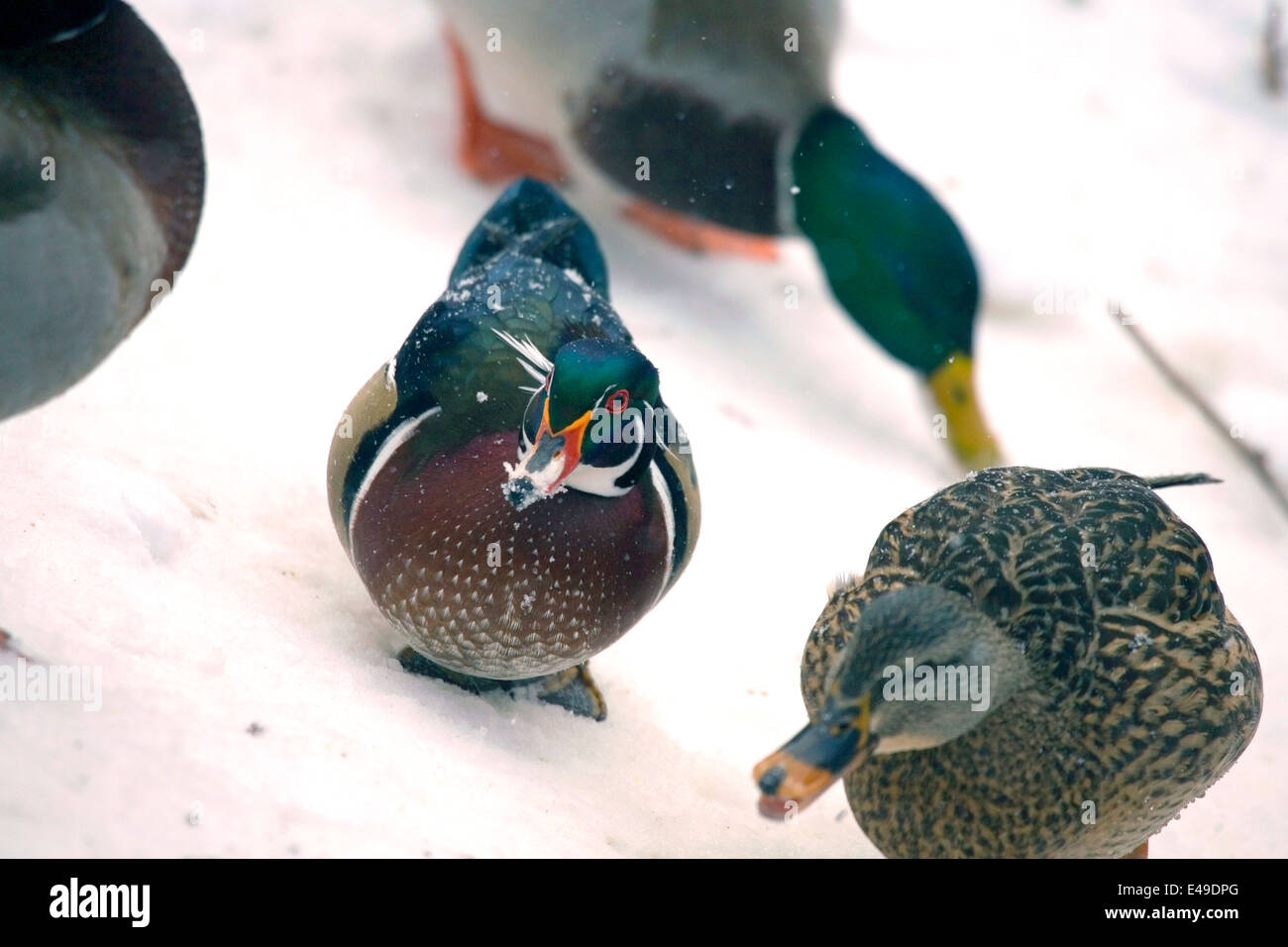Plusieurs canards dans la neige d'hiver, y compris 'Canard colvert Anas platyrhynchos' et 'Bois Caroline Aix sponsa' variété. Banque D'Images