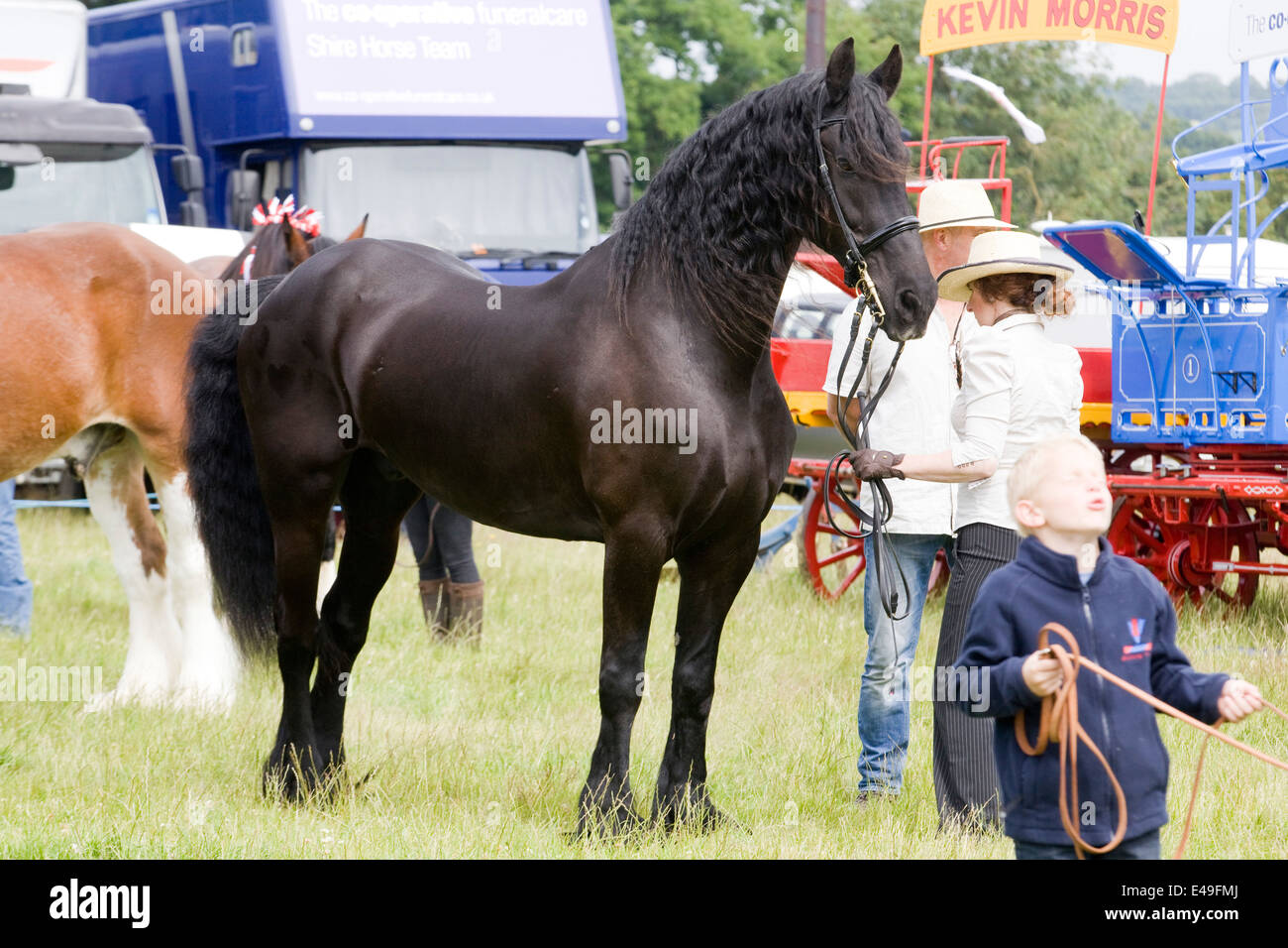 Étalon frison dans la main à un cheval shoe n Angleterre Banque D'Images