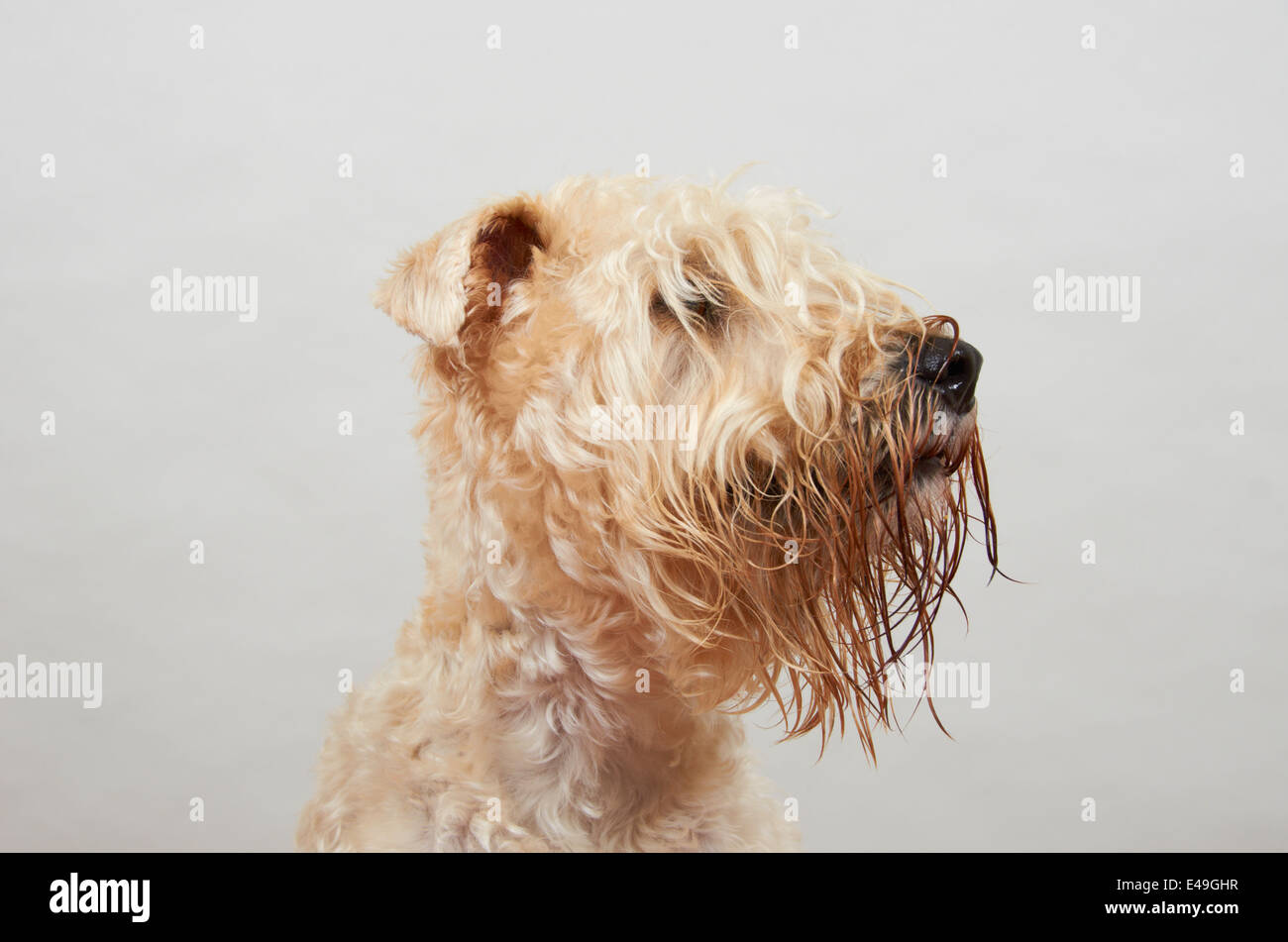 Wheaten Terrier, Royaume-Uni. Banque D'Images