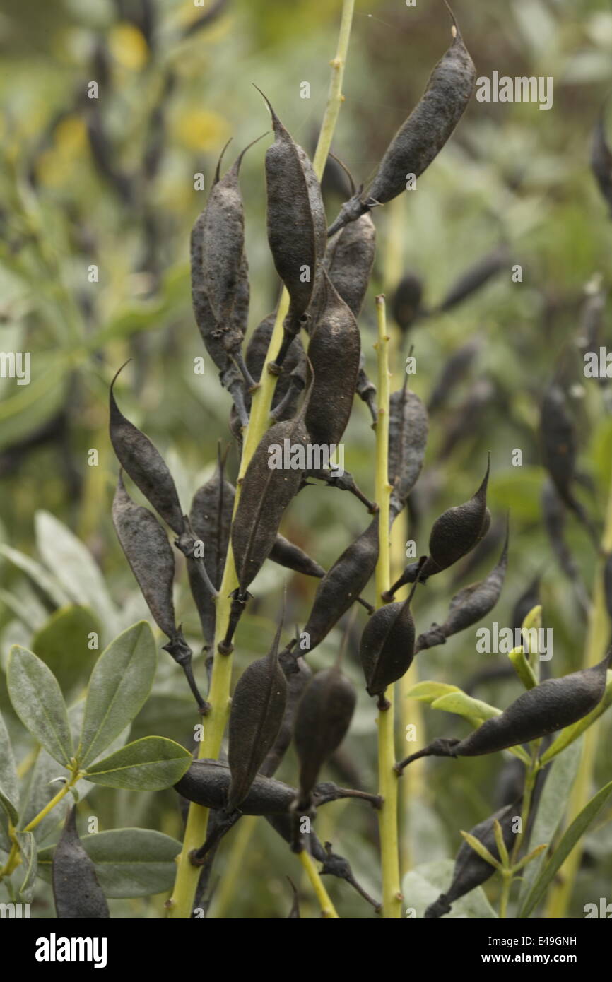 Indigo sauvage bleu -Baptisia australis Banque D'Images