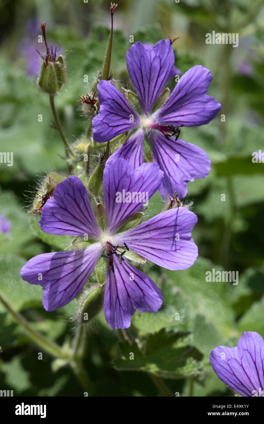 Geranium renardii 'Philippe Vapelle' Banque D'Images