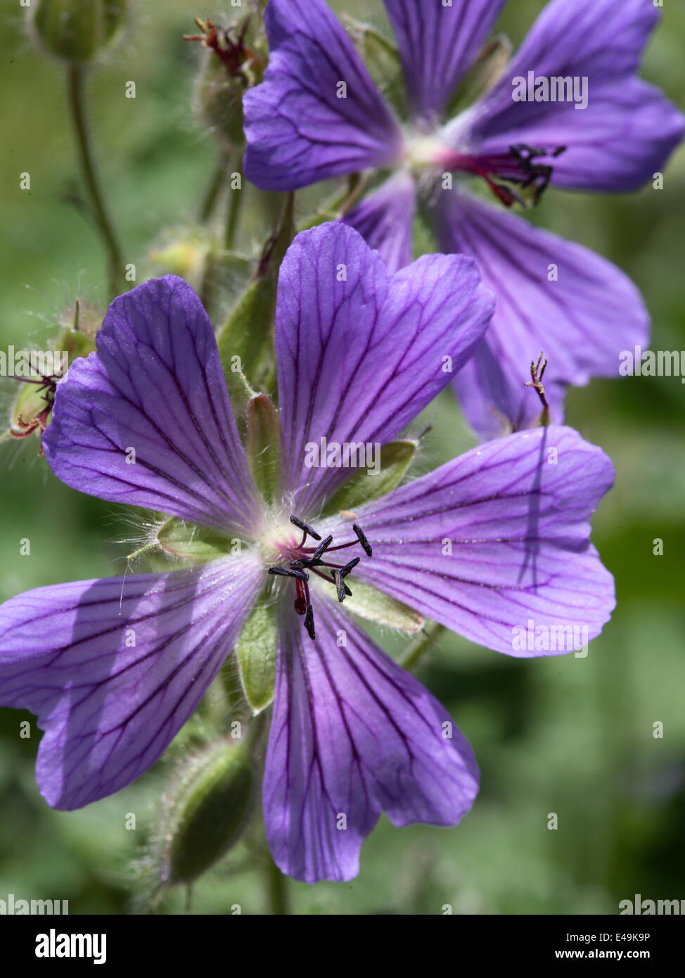 Geranium 'Philippe Vapelle Renard' Banque D'Images