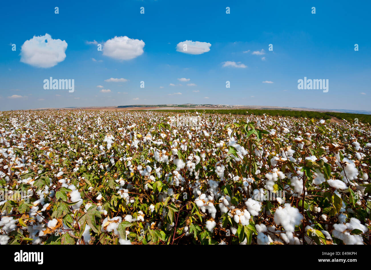 Fruits de coton Banque D'Images