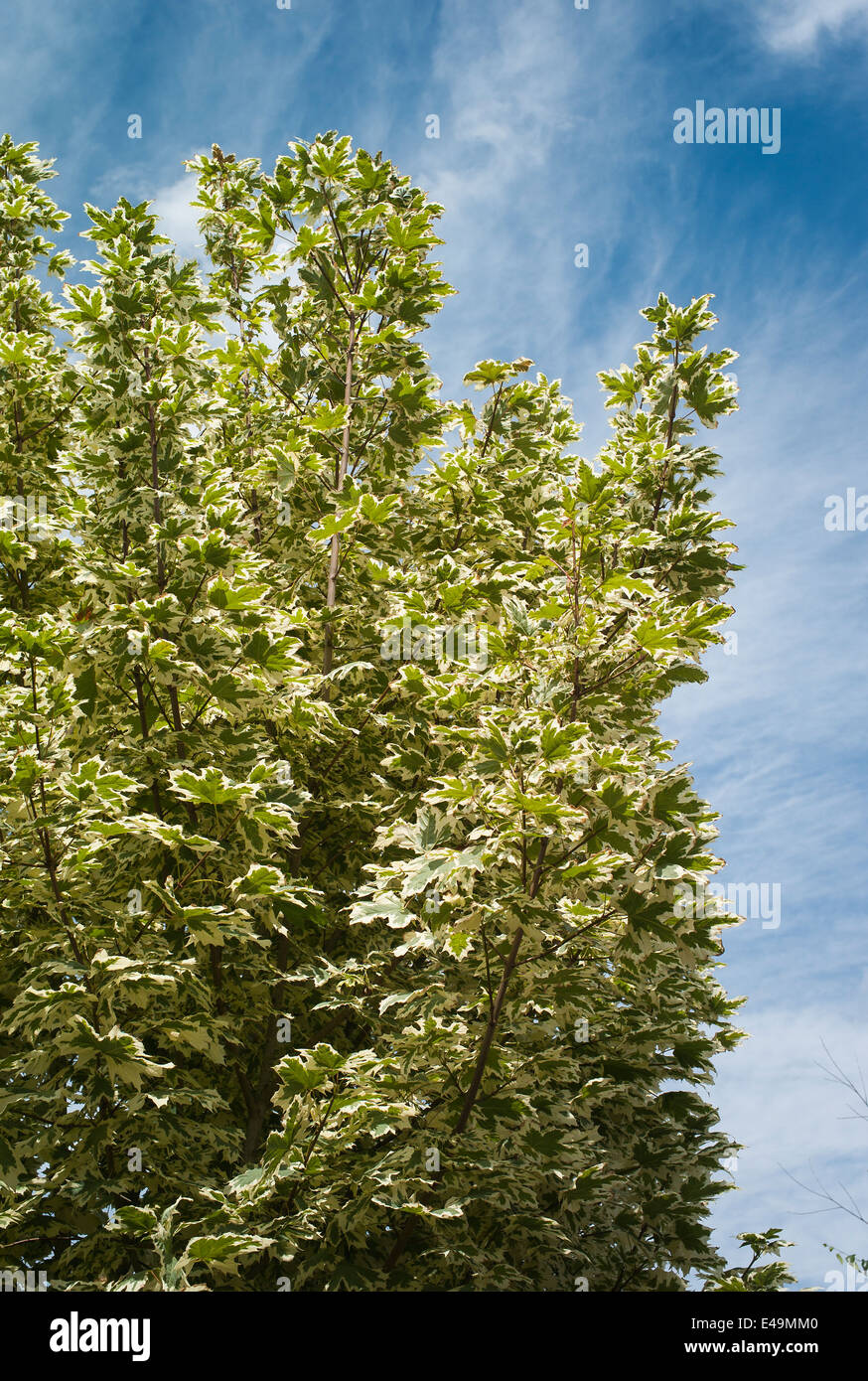 Acer platanoides Drummondii montrant que l'on croit être foliageplant bigarré, arbre Banque D'Images