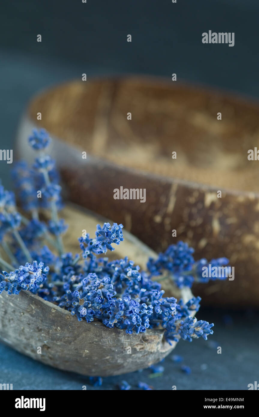 Les brindilles de lavande, Lavandula angustifolia, dans une coque de noix de coco Banque D'Images