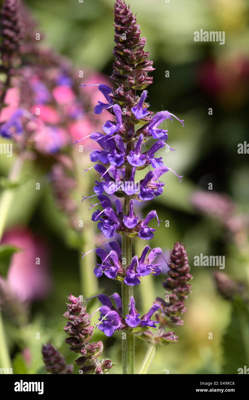 Sauge - Salvia nemorosa bois 'May night' Banque D'Images