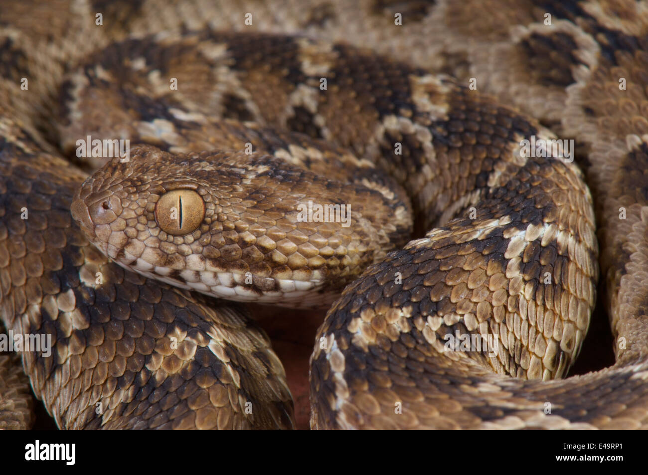 Vu égyptienscaled viper / Echis pyramidum Photo Stock Alamy