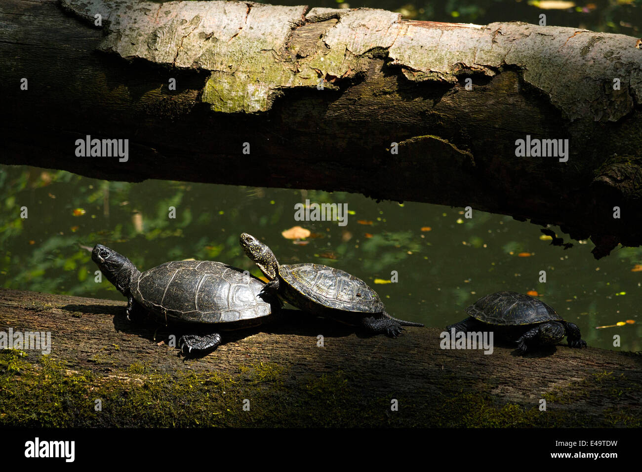 Les tortues cistude (Emys orbicularis) soleil sur log, zoo Hellabrunn, Munich, Haute-Bavière, Allemagne, Europe. Banque D'Images