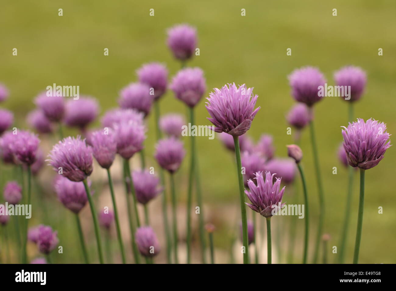 La Ciboulette - Allium schoenoprasum Banque D'Images