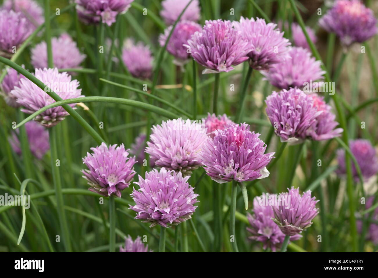 La Ciboulette - Allium schoenoprasum Banque D'Images