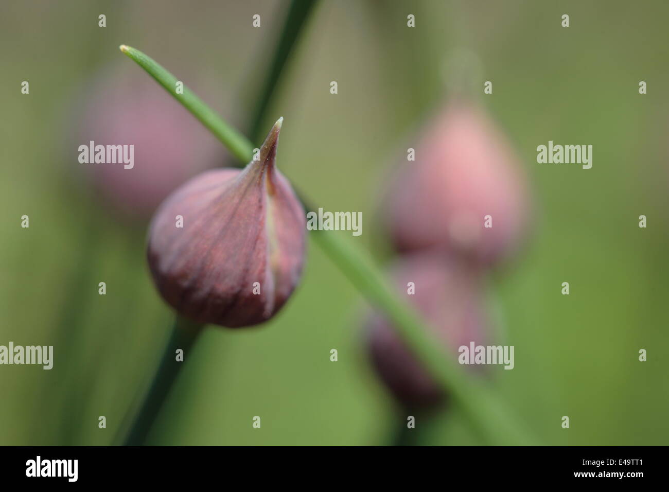 La Ciboulette - Allium schoenoprasum Banque D'Images