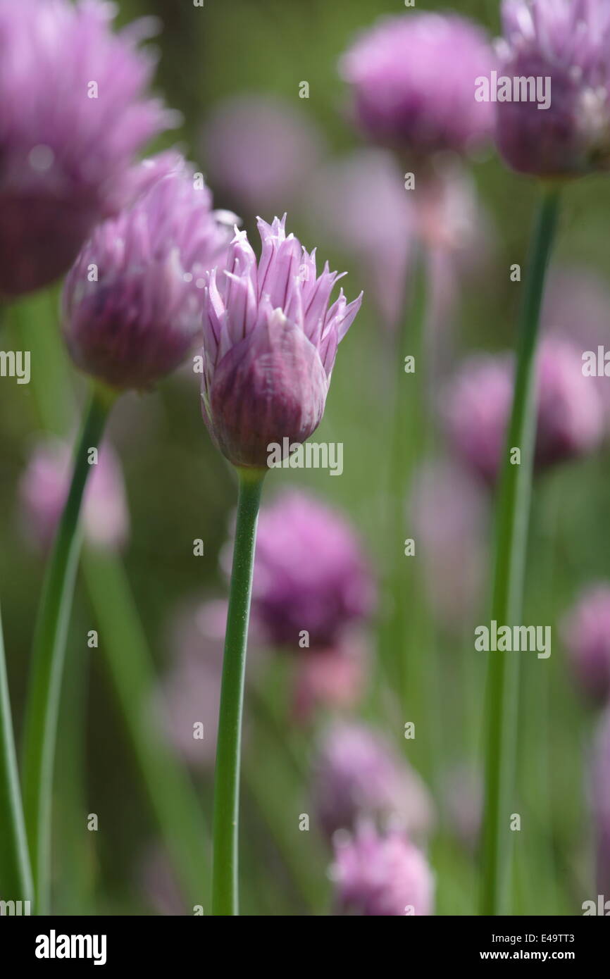 La Ciboulette - Allium schoenoprasum Banque D'Images