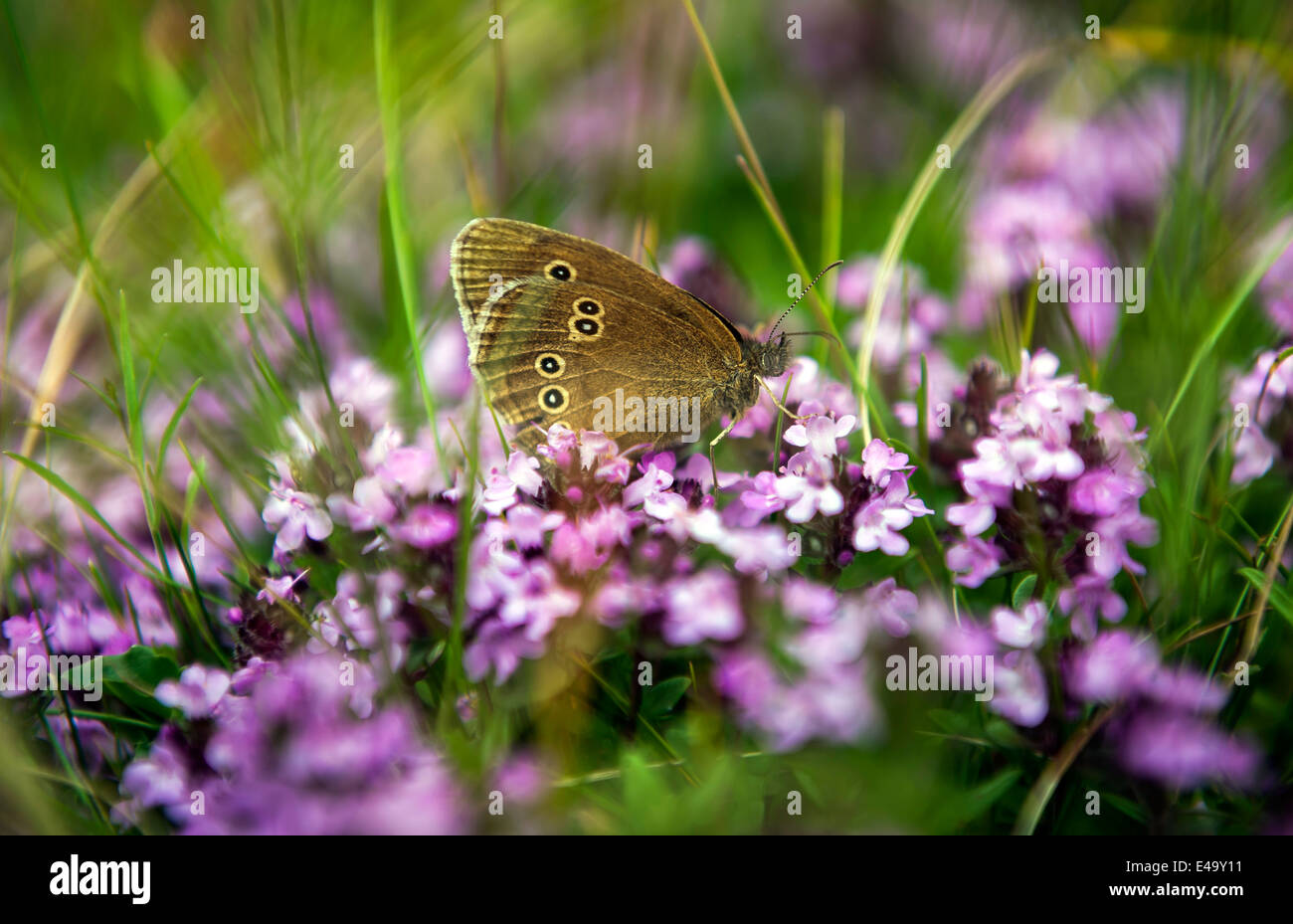 Un papillon femelle sur Beacon Hill, Hampshire, Royaume-Uni Banque D'Images