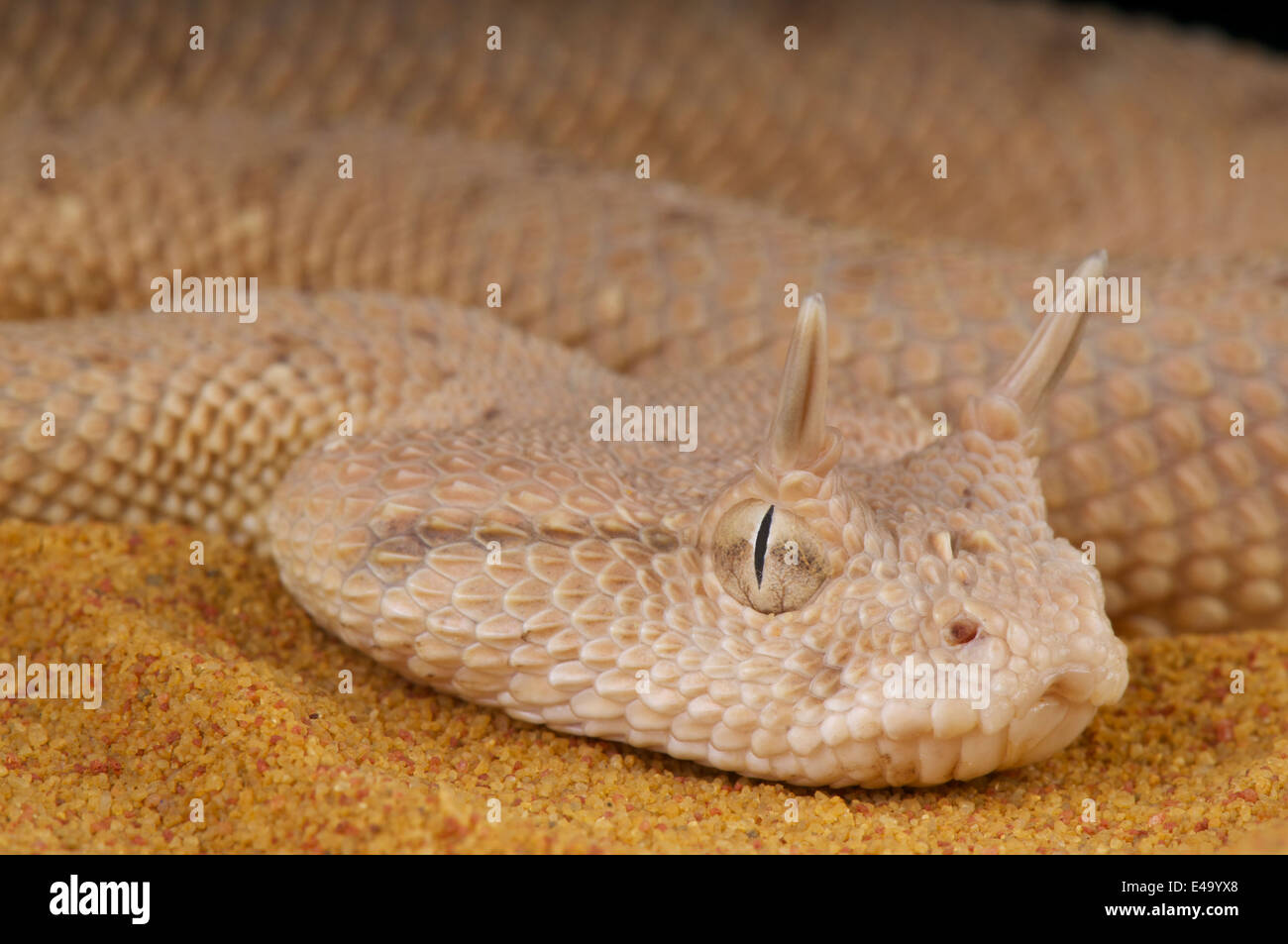 Vipère à cornes d'arabie / Cerastes gasperettii Banque D'Images