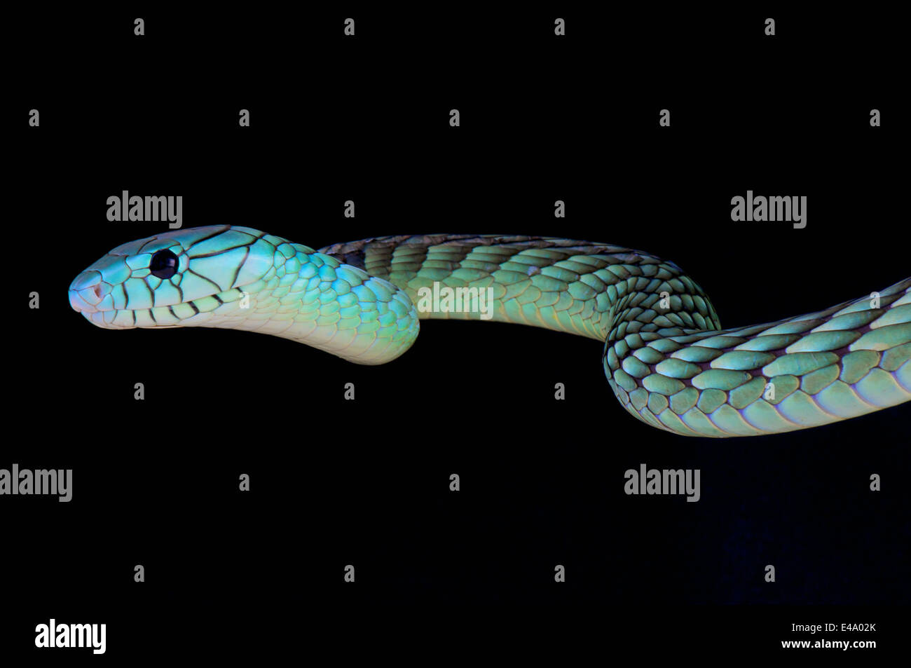 Green mamba / Dendroaspis viridis Banque D'Images