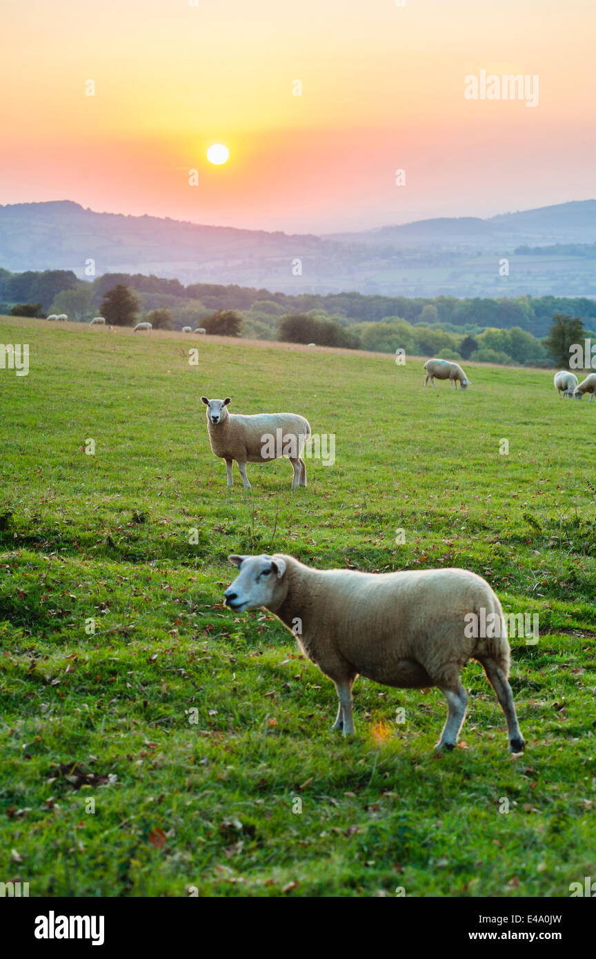 Au coucher du soleil, des moutons Cotswold Winchcombe, les Cotswolds, Gloucestershire, Angleterre, Royaume-Uni, Europe Banque D'Images