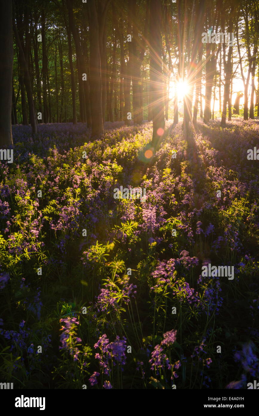 Bois Bluebell en jacinthes au printemps, Badbury touffe à Badbury Hill, Oxford, Oxfordshire, Angleterre, Royaume-Uni, Europe Banque D'Images