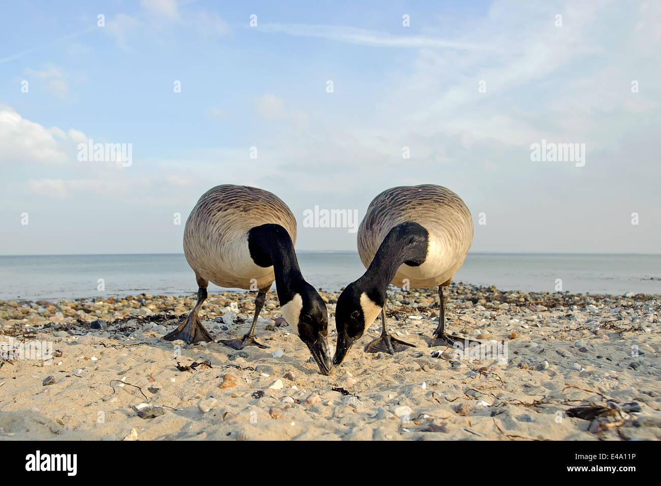 Deux bernaches du Canada, Branta canadensis, la recherche feed Banque D'Images