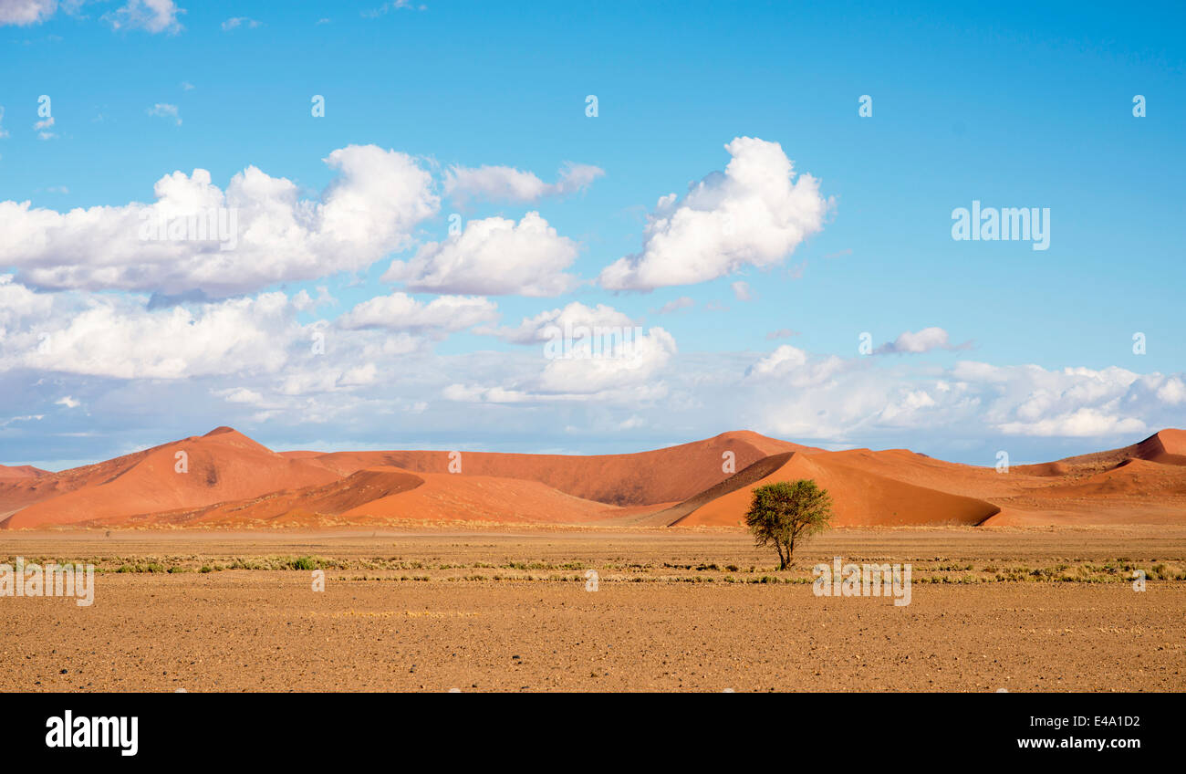 L'Afrique, la Namibie, Sossus Vlei, vue de paysage avec un grand arbre et dunes du désert Banque D'Images