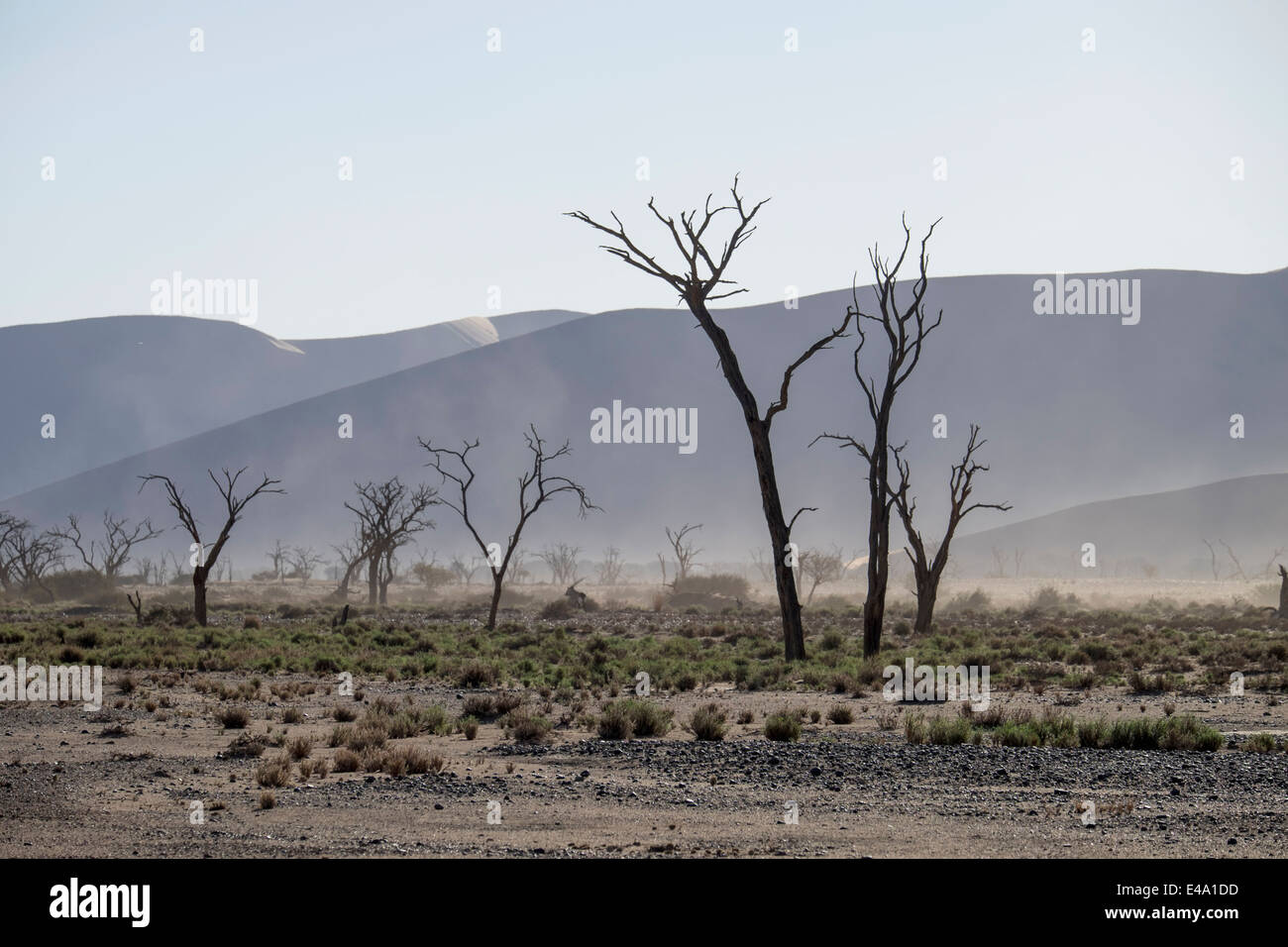 L'Afrique, la Namibie, Sossus Vlei, arbres morts en face de désert de dunes et de sable Banque D'Images