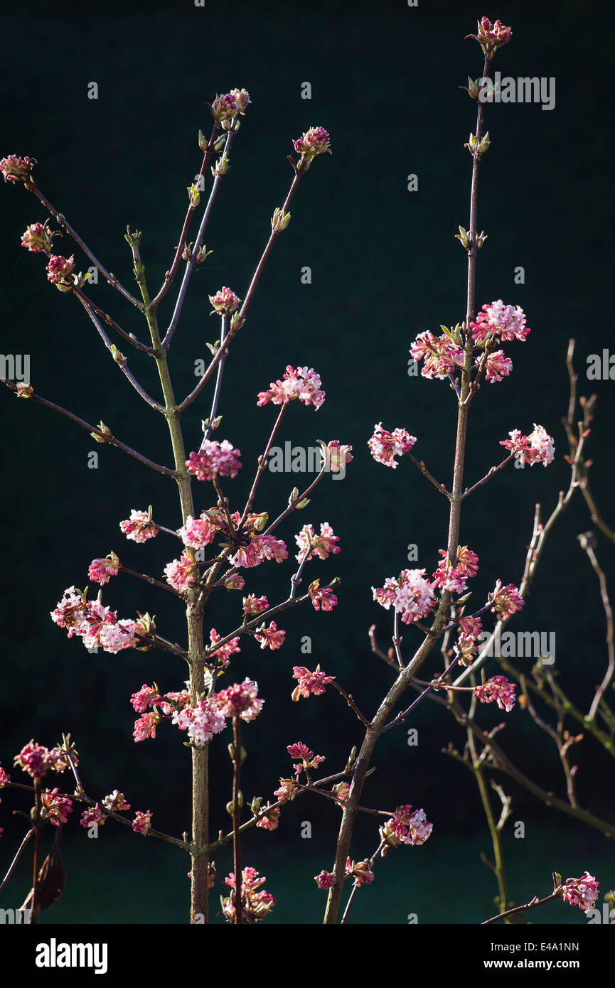 Petites fleurs parfumées de viburnum tinus 'Eve Price' Banque D'Images