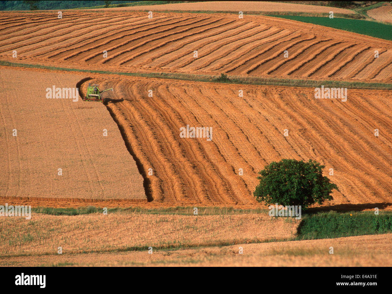 La récolte de blé dans la Limagne, Auvergne, France, Europe Banque D'Images