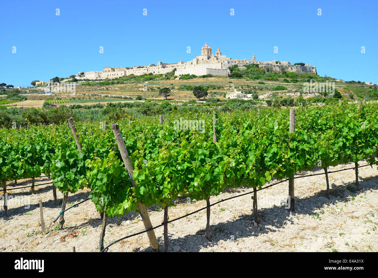 Vue sur la cité médiévale de Mdina (L-Mdina) et vignoble, District de l'Ouest, Malte Majjistral Région, République de Malte Banque D'Images